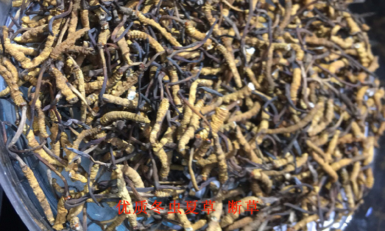 正品蟲草斷草-那曲冬蟲夏草 正品蟲草斷草-那曲冬蟲夏草
