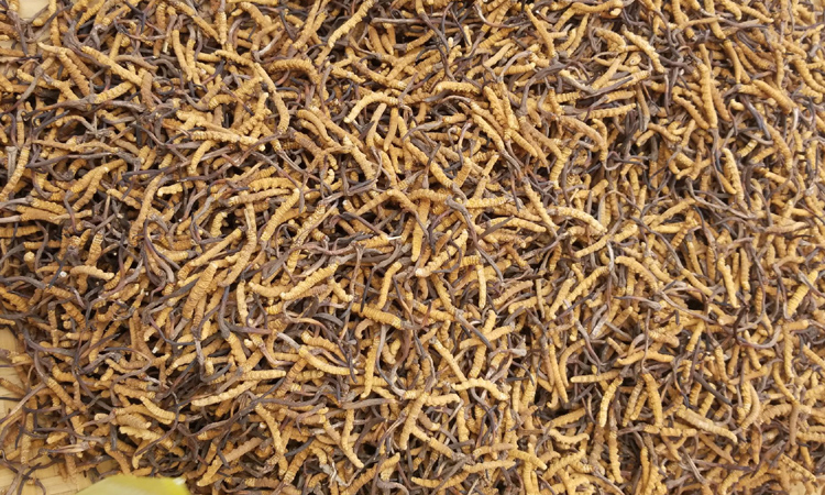 3800條冬蟲夏草統(tǒng)貨實物圖片 3800條冬蟲夏草統(tǒng)貨實物圖片