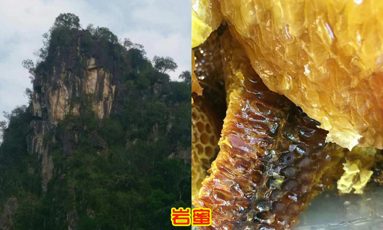 野生巖蜜圖片 野生巖蜜圖片