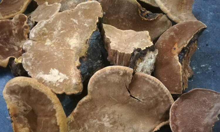 陜西安康野生桑樹(shù)桑黃圖片