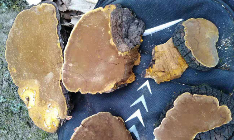 湖北十堰野生桑樹(shù)桑黃圖片