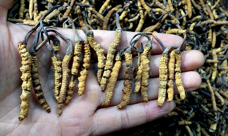 冬蟲夏草斷草串著竹簽的圖片 冬蟲夏草斷草串著竹簽的圖片