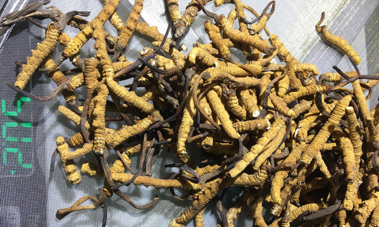 優質冬蟲夏草斷草圖片 優質冬蟲夏草斷草圖片