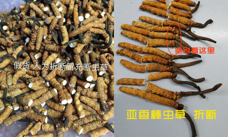 假貨亞香棒蟲草人為折斷冒充冬蟲夏草斷草圖片 假貨亞香棒蟲草人為折斷冒充冬蟲夏草斷草圖片