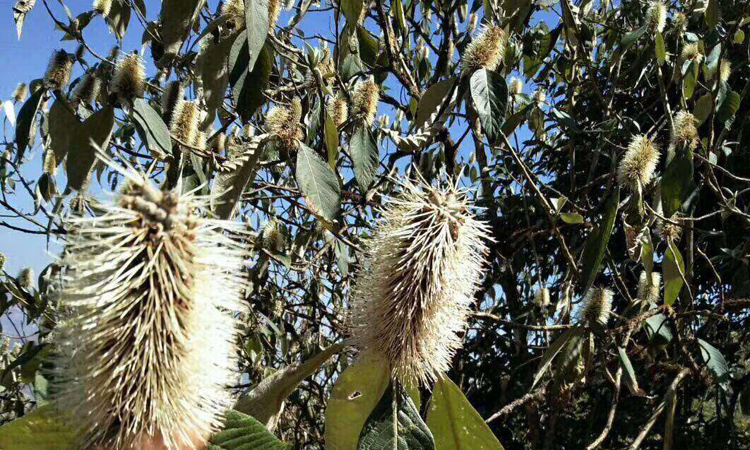 黑蜜蜜源米團(tuán)花圖片 黑蜜蜜源米團(tuán)花圖片