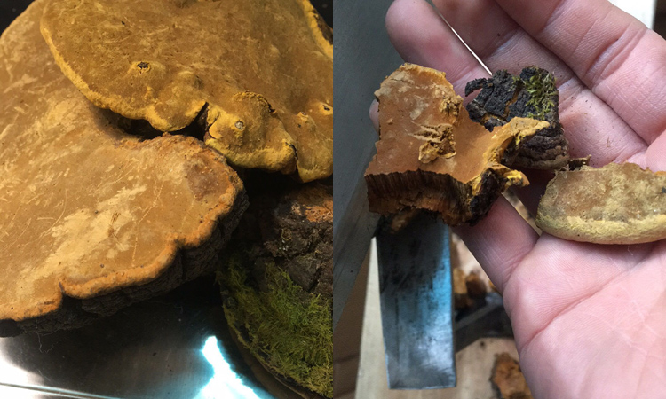 桑樹桑黃切塊圖片 桑樹桑黃切塊圖片