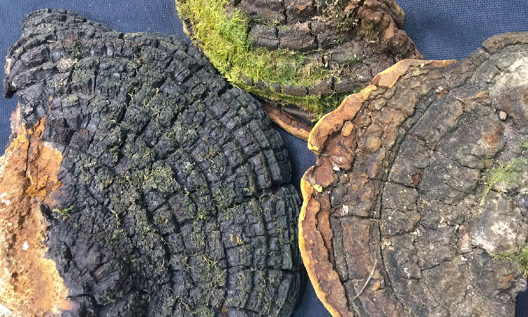 野生桑樹桑黃圖片 野生桑樹桑黃圖片