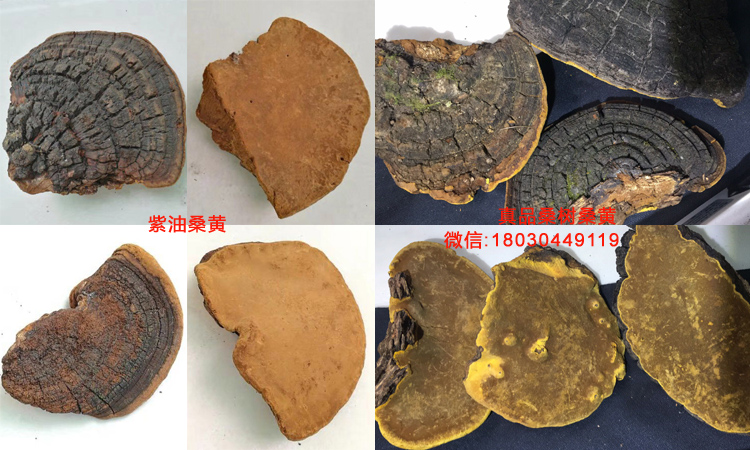 紫油桑黃和桑樹桑黃對比圖片 紫油桑黃和桑樹桑黃對比圖片