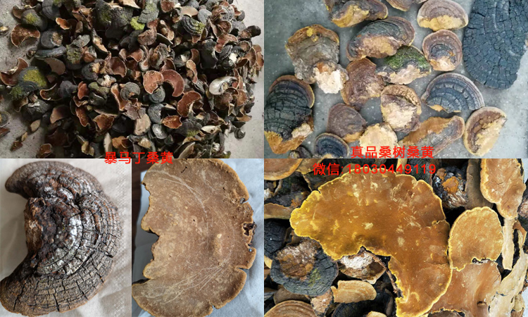 暴馬丁桑黃和桑樹桑黃對比圖片 暴馬丁桑黃和桑樹桑黃對比圖片