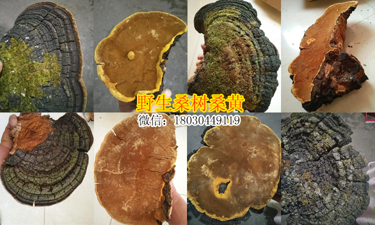 野生桑樹桑黃圖片 野生桑樹桑黃圖片