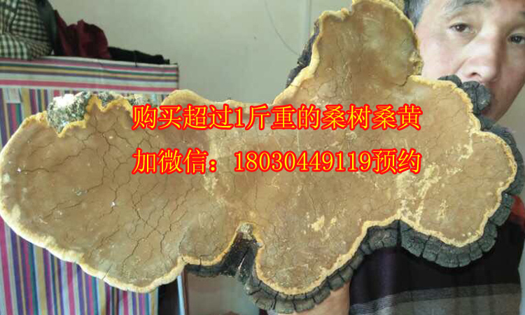 5斤重的野生桑樹桑黃圖片 5斤重的野生桑樹桑黃圖片