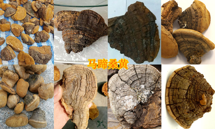 野生馬蹄桑黃圖片 野生馬蹄桑黃圖片