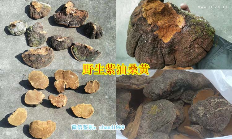 野生紫油桑黃圖片 野生紫油桑黃圖片