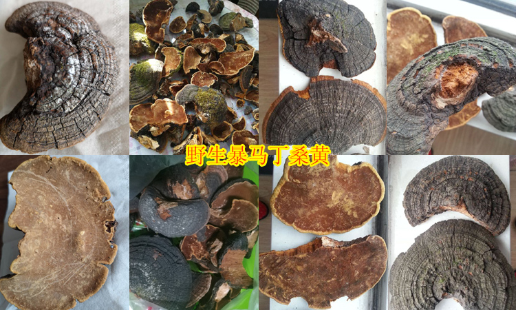 野生暴馬丁桑黃圖片 野生暴馬丁桑黃圖片