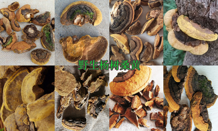 野生楊樹桑黃圖片 野生楊樹桑黃圖片