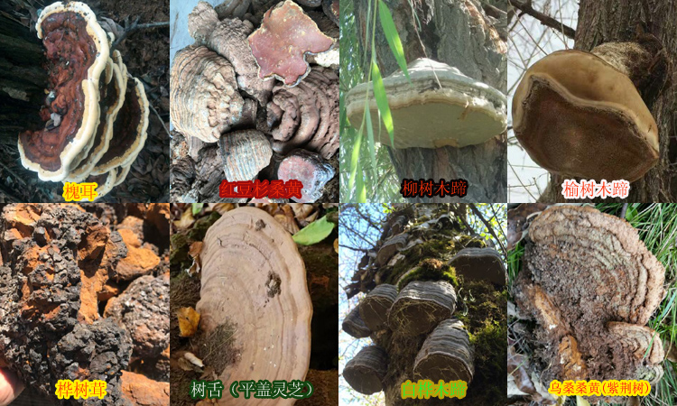 雜樹桑黃圖片大全 雜樹桑黃圖片大全