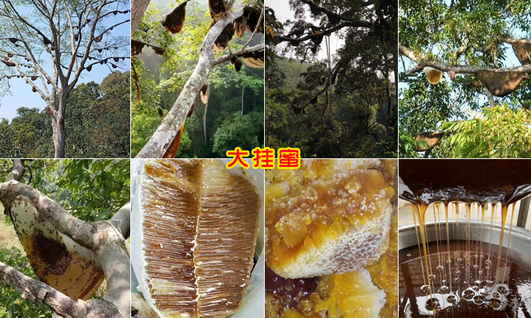 野生大掛蜜圖片