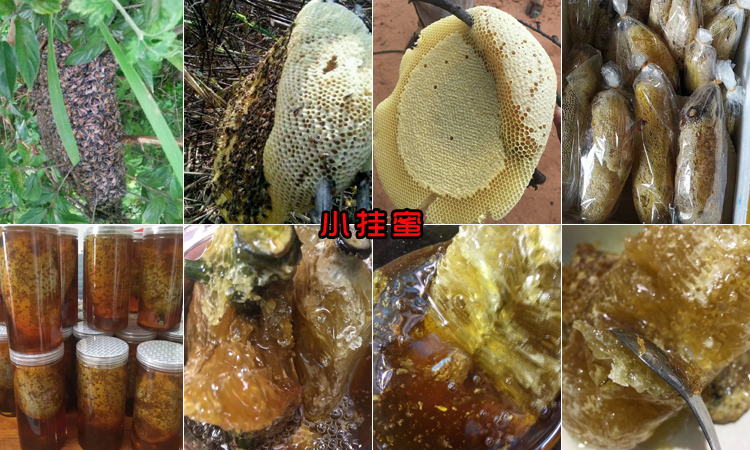 野生小掛蜜圖片