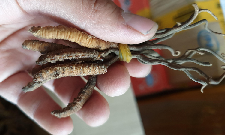 云南高黎貢山蟲草圖片