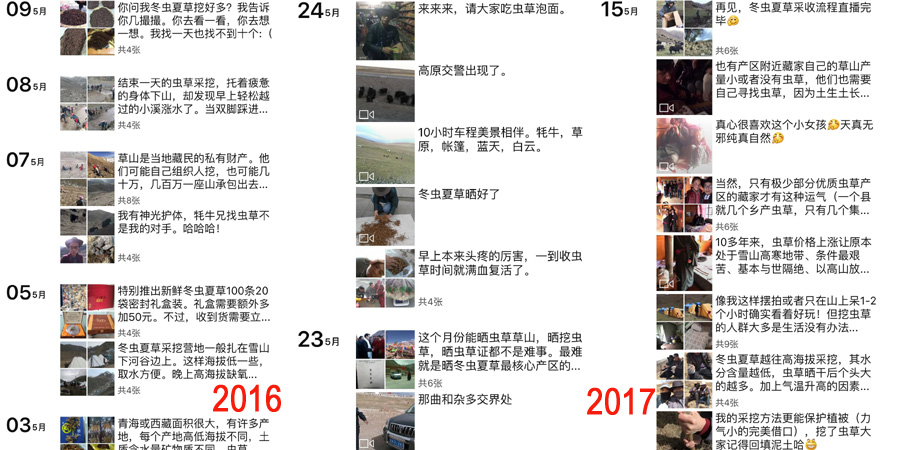 朱氏冬蟲夏草采收直播 朱氏冬蟲夏草采收直播